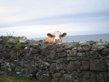 Der letzte Bewohner des Dunluce Castles